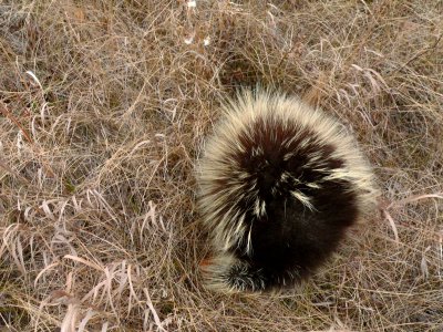 PORCUPINE DEFENSE.JPG