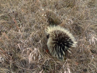 PORCUPINE PEEKING.JPG