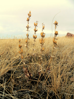 STALKS.JPG