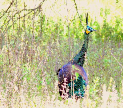 GREEN PEAFOWL.JPG