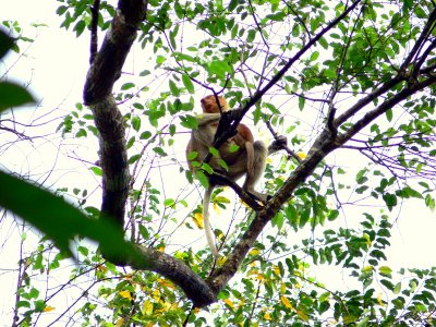 PROBOSCIS-MOTHER WITH CHILD.JPG