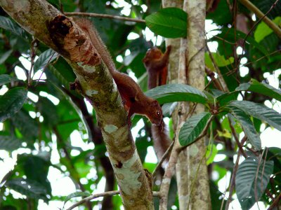 PLANTAIN SQUIRRELS.JPG