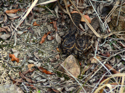 DIABOLICAL NIGHTJARS.JPG