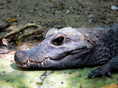 AFRICAN DWARF CROCODILE.JPG