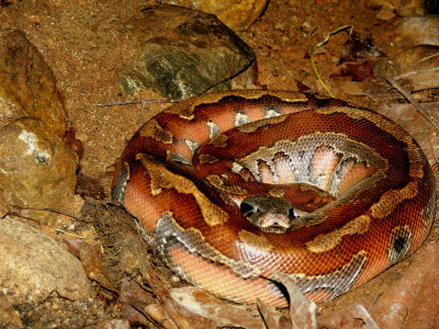 BLOOD PYTHON.JPG