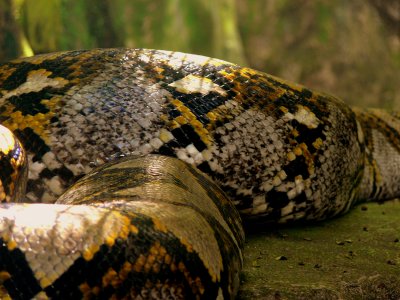 RETICULATED PATTERN.JPG