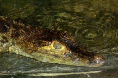 SPECTACLED CAIMAN.JPG