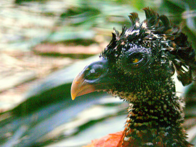 EVIL CURRASOW.JPG