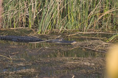 A gator at Cypress Lake