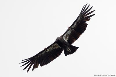 California Condor #B06