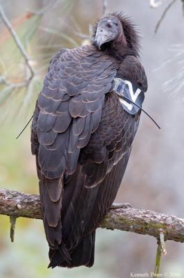 California Condor #B12
