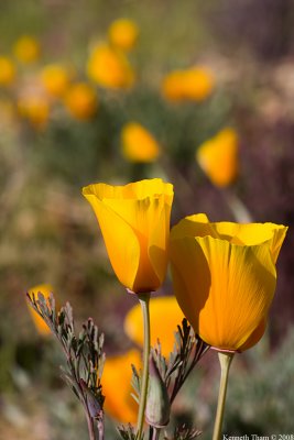 California Poppies