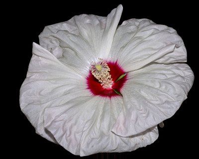 Hibiscus Texture