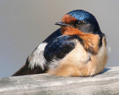 Resting Barn Swallow