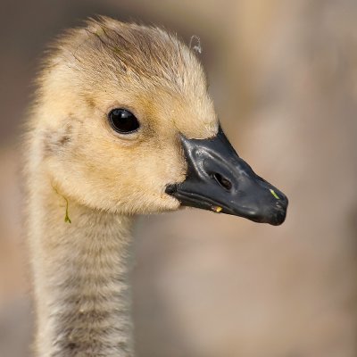 Gosling Portrait