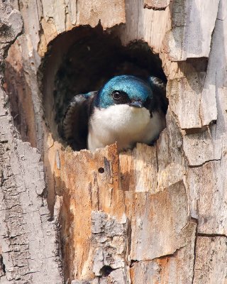 Timid Tree Swallow