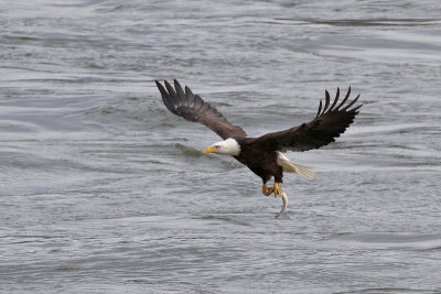 Eagle's Catch