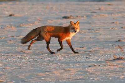 Fox on the beach