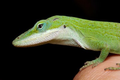 Green Anole on my Hand