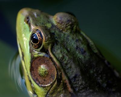 Green Frog Reflects
