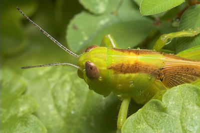 Close-up Grasshopper