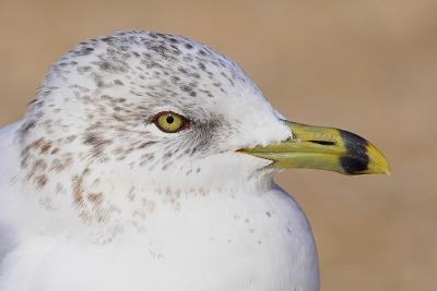 Seagull