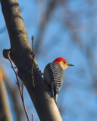 Red-Bellied Woodpecker