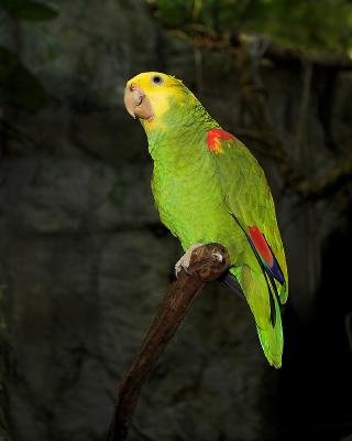 Yellow Headed Amazon Parrot