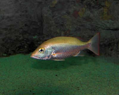 Baltimore Aquaria
