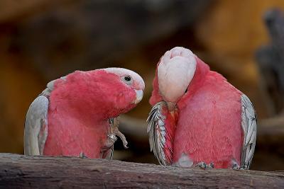 Galah Cockatoo