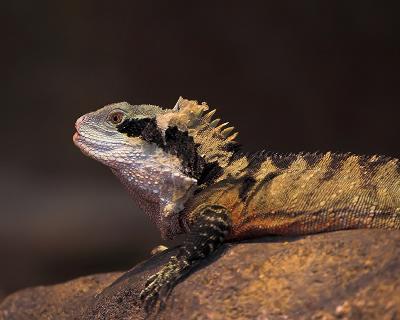 Australian Iguana