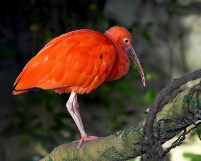 Scarlit Ibis