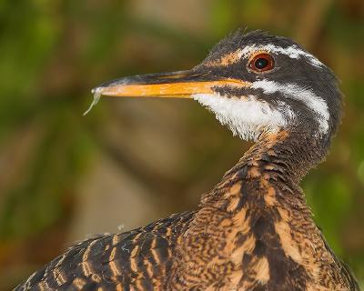 Sunbittern