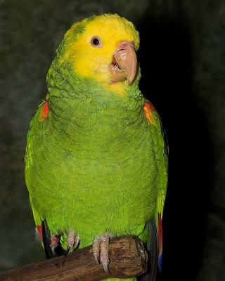 Yellow-Headed Amazon Parrot