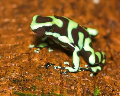 Poison Dart Frog