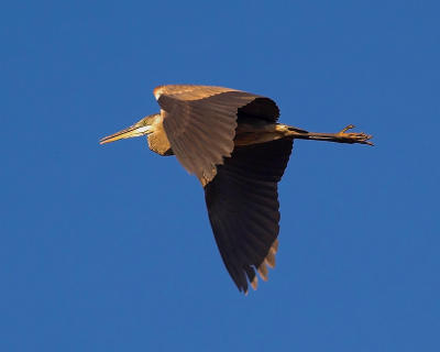 Blue Heron Escapes