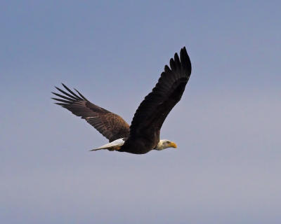 Bald Eagle