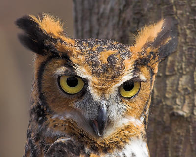 Great Horned Owl