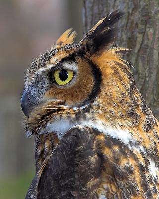 Great Horned Profile