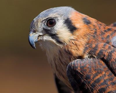 North American Kestrel