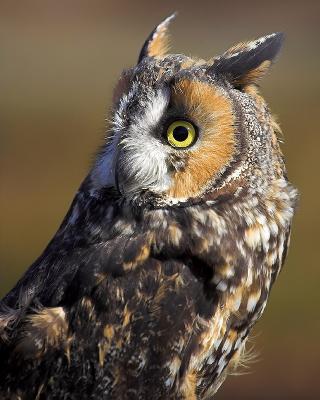 Long Eared Owl