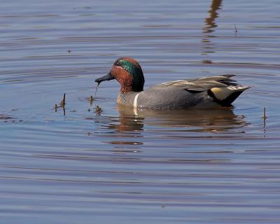 Male Green-Winged Teal