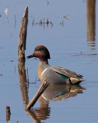 Male Green-Winged Teal