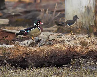 Wood Duck