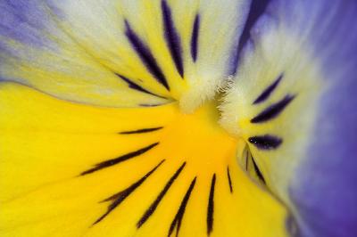 Pansy Abstract