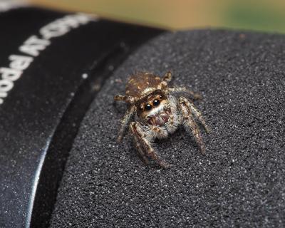 Jumping Spider Story Part - 1