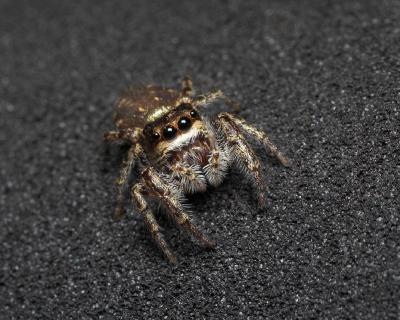 Jumping Spider Story Part - 2