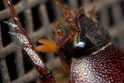 June Beetle