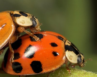 Ladybug Frolic