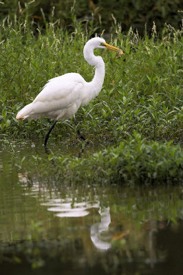 Egret with Catch